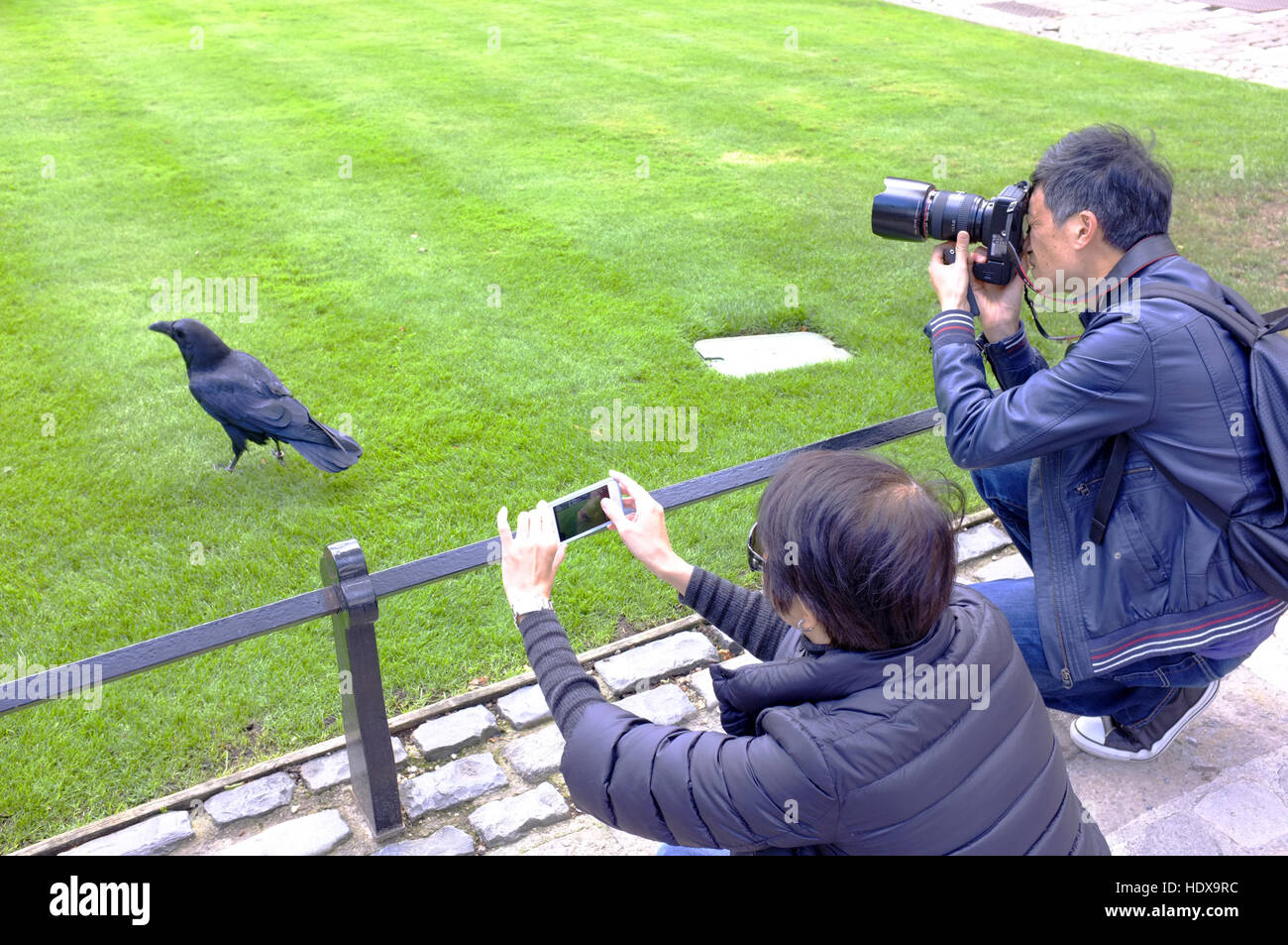 I turisti fotografare un raven presso la Torre di Londra Foto Stock