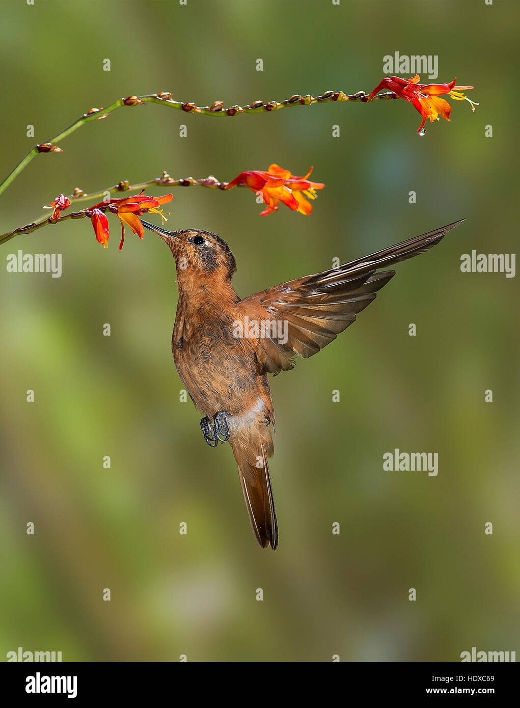 Shining Sunbeam Hummingbird (Aglaeactis cupripennis) alimentazione sui fiori Foto Stock