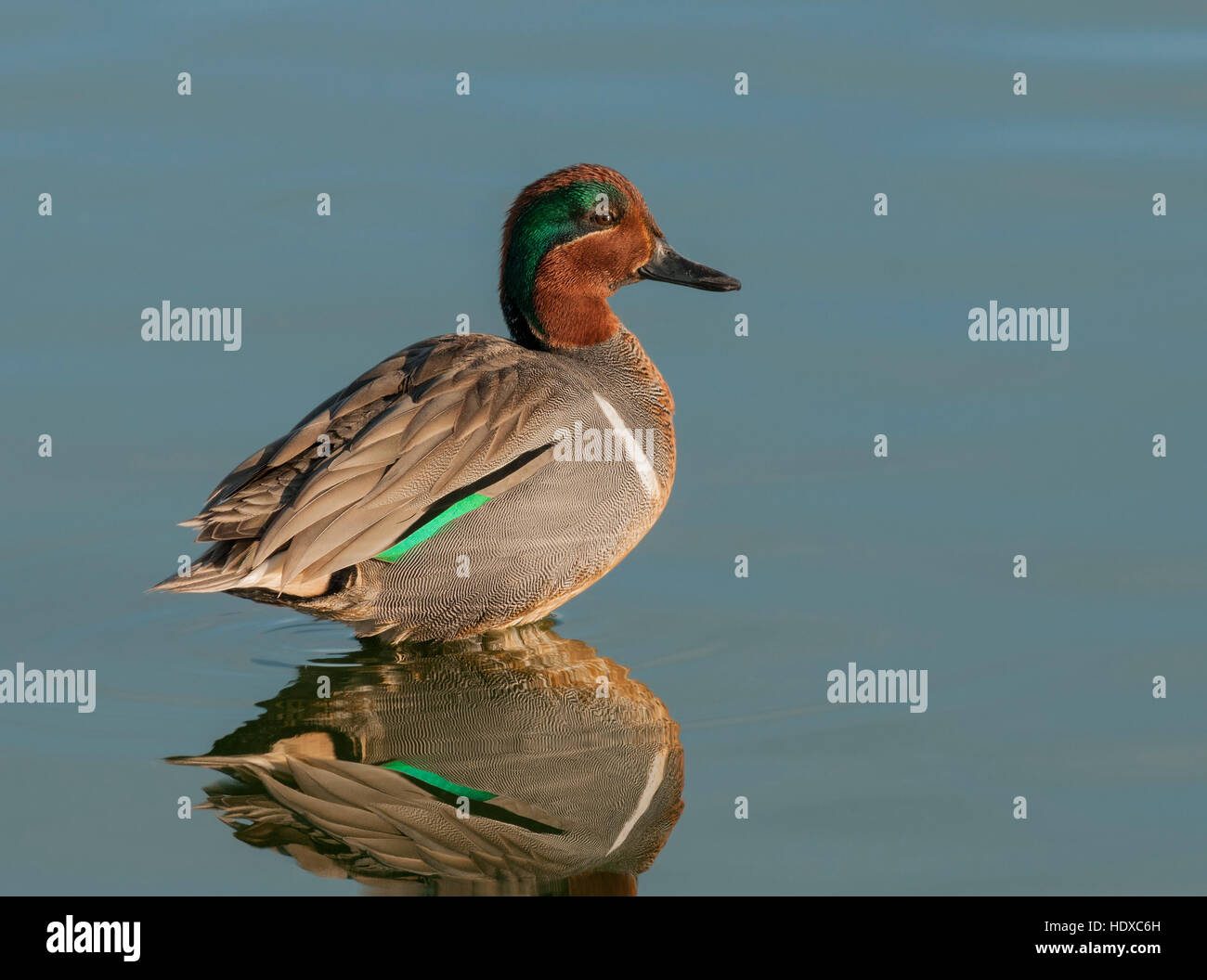 Verde-winged teal (Anas carolinensis), maschio, con riflessione Foto Stock