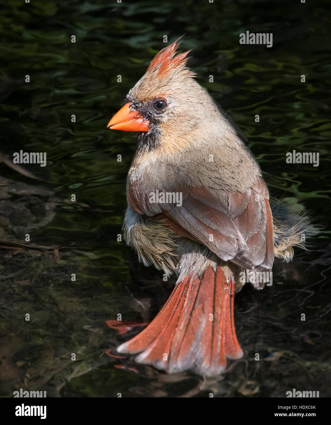 Femmina Cardinale settentrionale (Cardinalis cardinalis) la balneazione Foto Stock