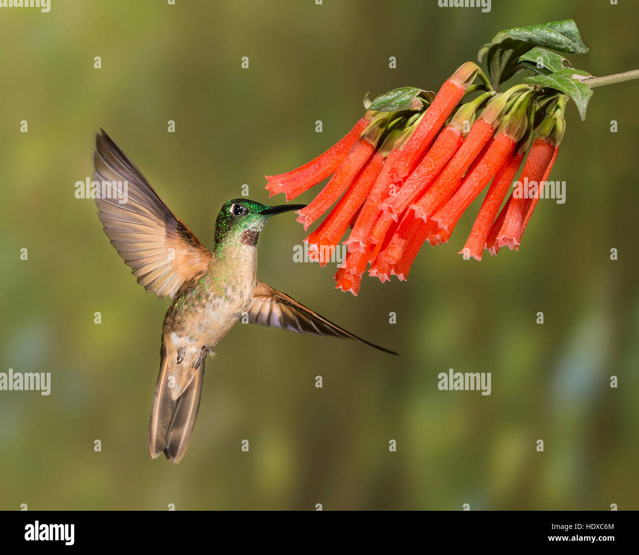 Fawn-breasted brillante ( Heliodoxa rubinoides) in volo, vista anteriore Foto Stock