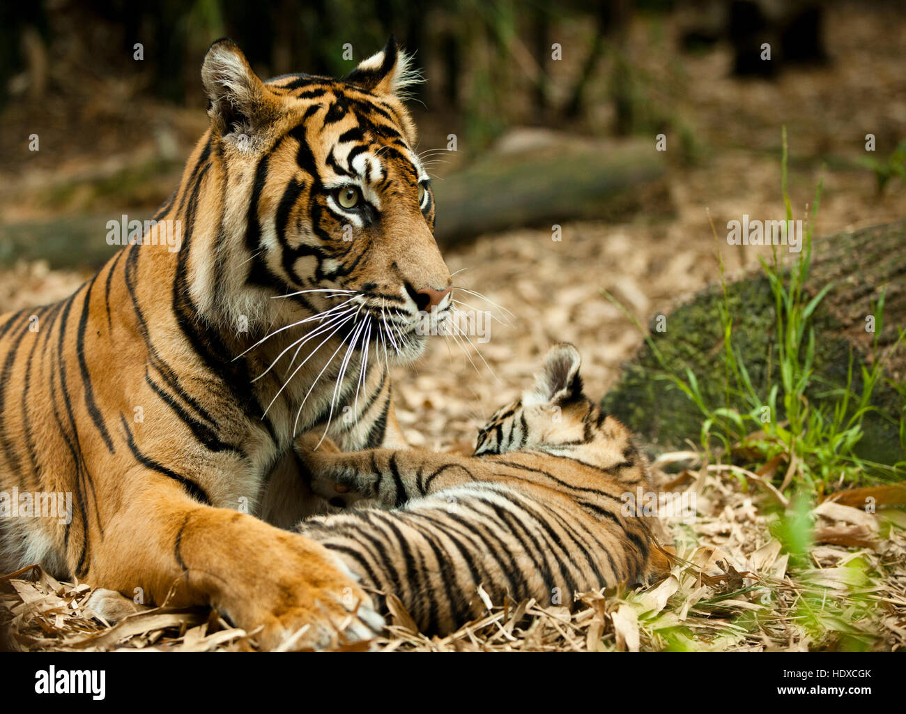 Una tigre madre con il suo cucciolo giocando nella foresta Foto Stock