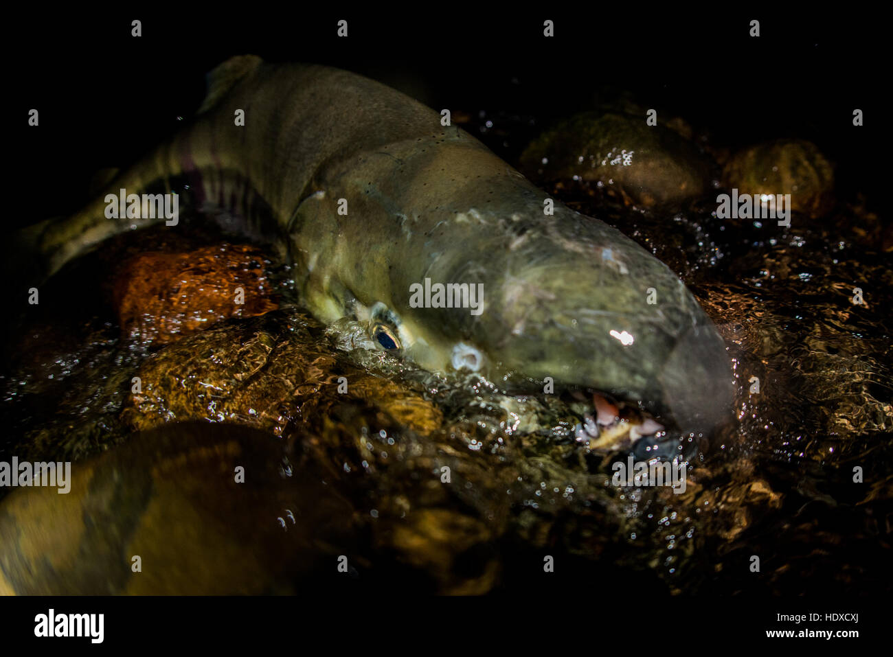 Salmone Keta. Foto Stock