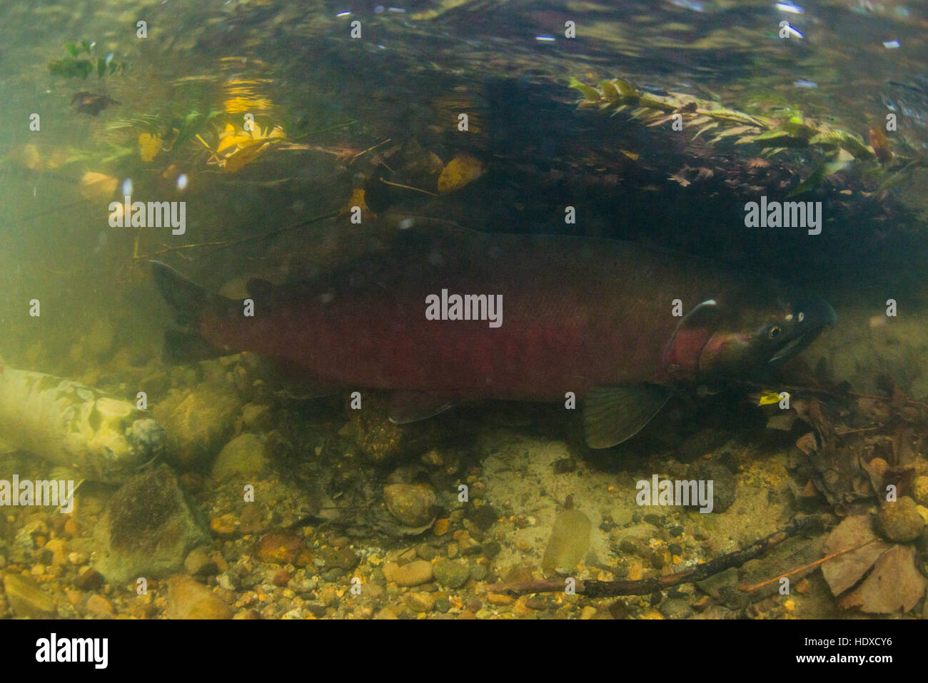 Salmone Coho nasconde nella botton di Stoney Creek fiume. Foto Stock