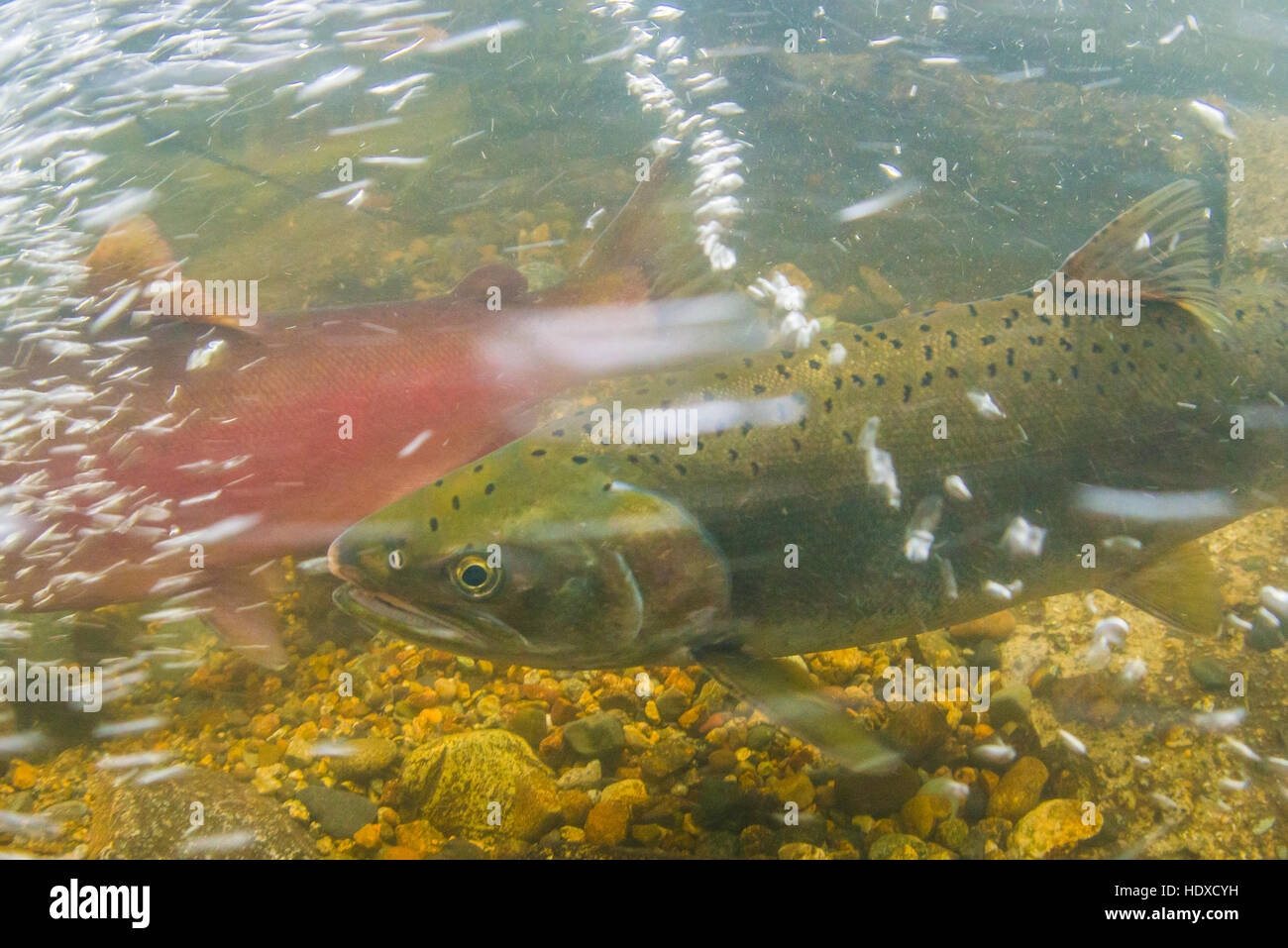 Immagine subacquea di un salmone Coho prese durante il 2016 stagione riproduttiva in Stoney Creek. Foto Stock