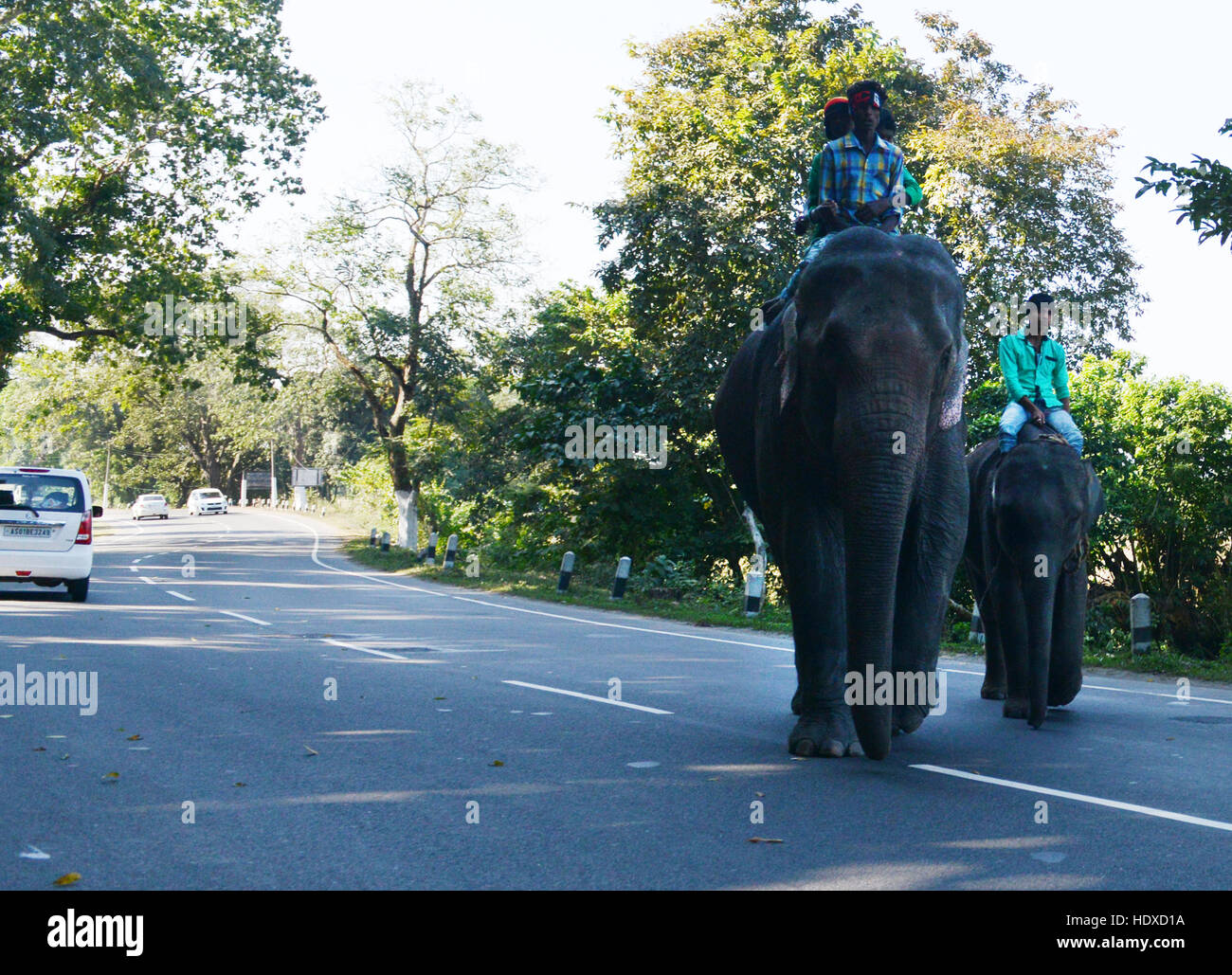 Mahouts sulla loro elefanti in Assam, India. Foto Stock
