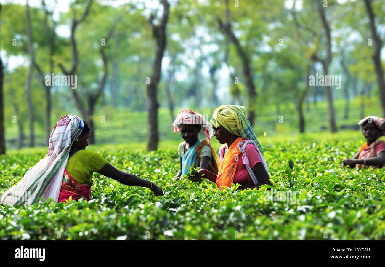 Assamese donne raccolta di foglie di tè in una piantagione di tè in Assam orientale. Foto Stock