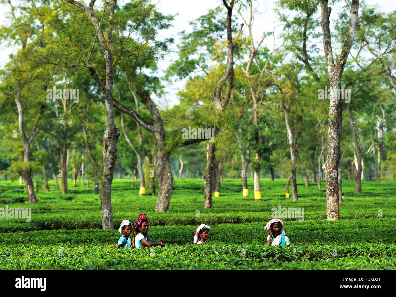 Assamese donne raccolta di foglie di tè in una piantagione di tè in Assam orientale. Foto Stock