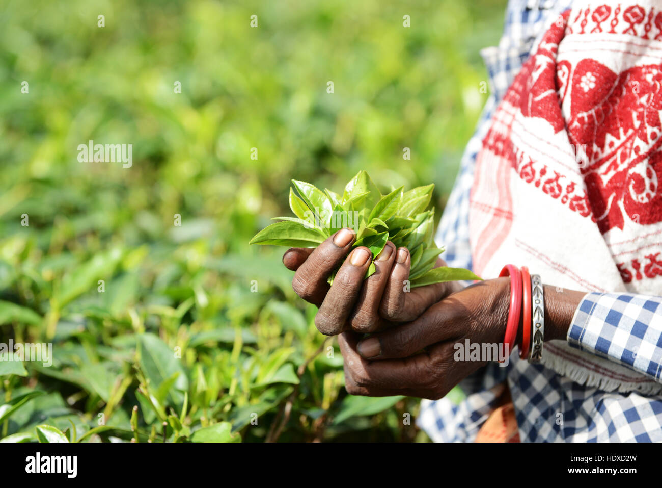 Assamese donne raccolta di foglie di tè in una piantagione di tè in Assam orientale. Foto Stock