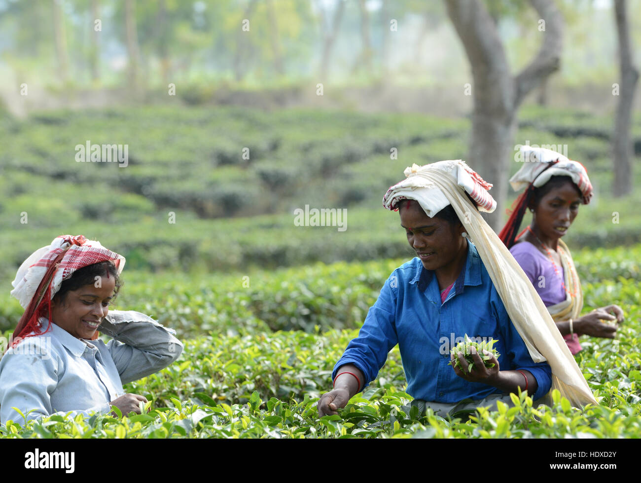 Assamese donne raccolta di foglie di tè in una piantagione di tè in Assam orientale. Foto Stock