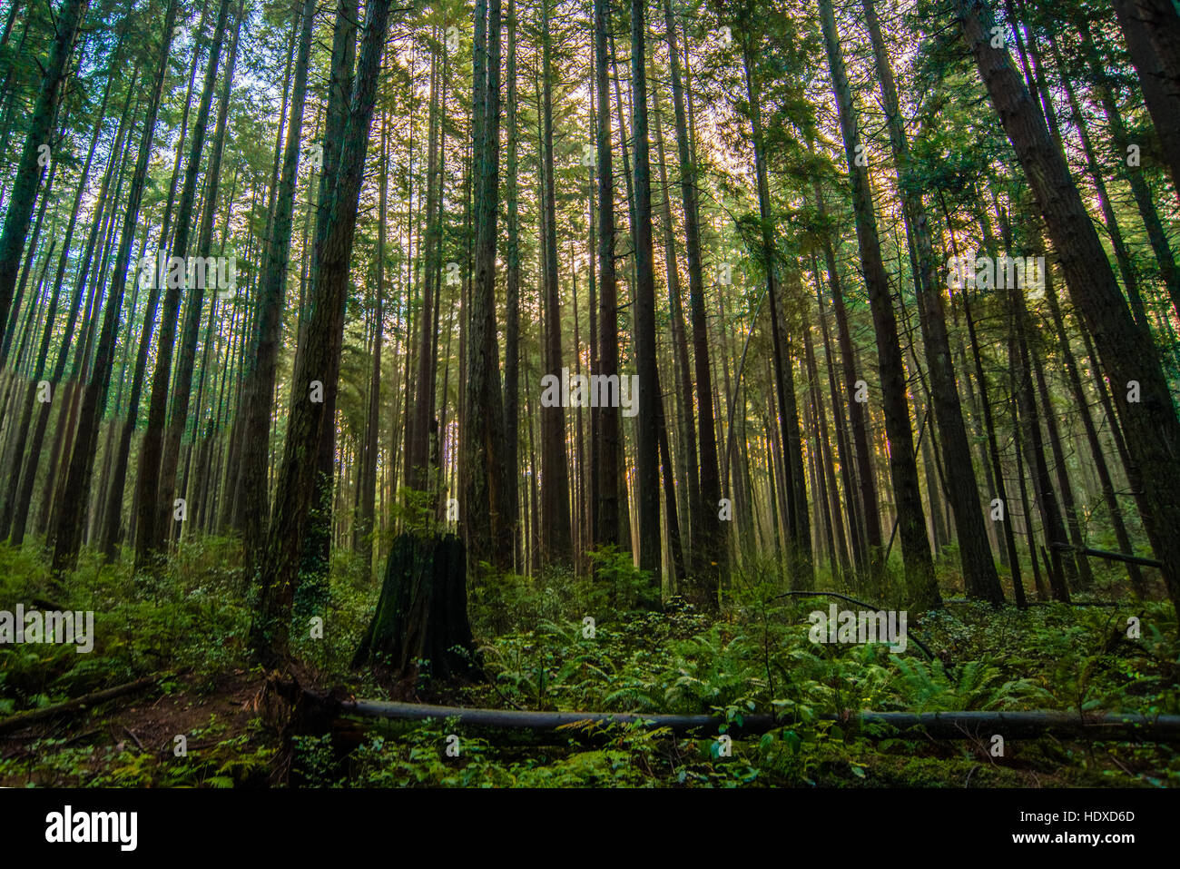 Incredibile foresta di pioggia al Pacific spirito Parco regionale in Vancouver, BC. Foto Stock