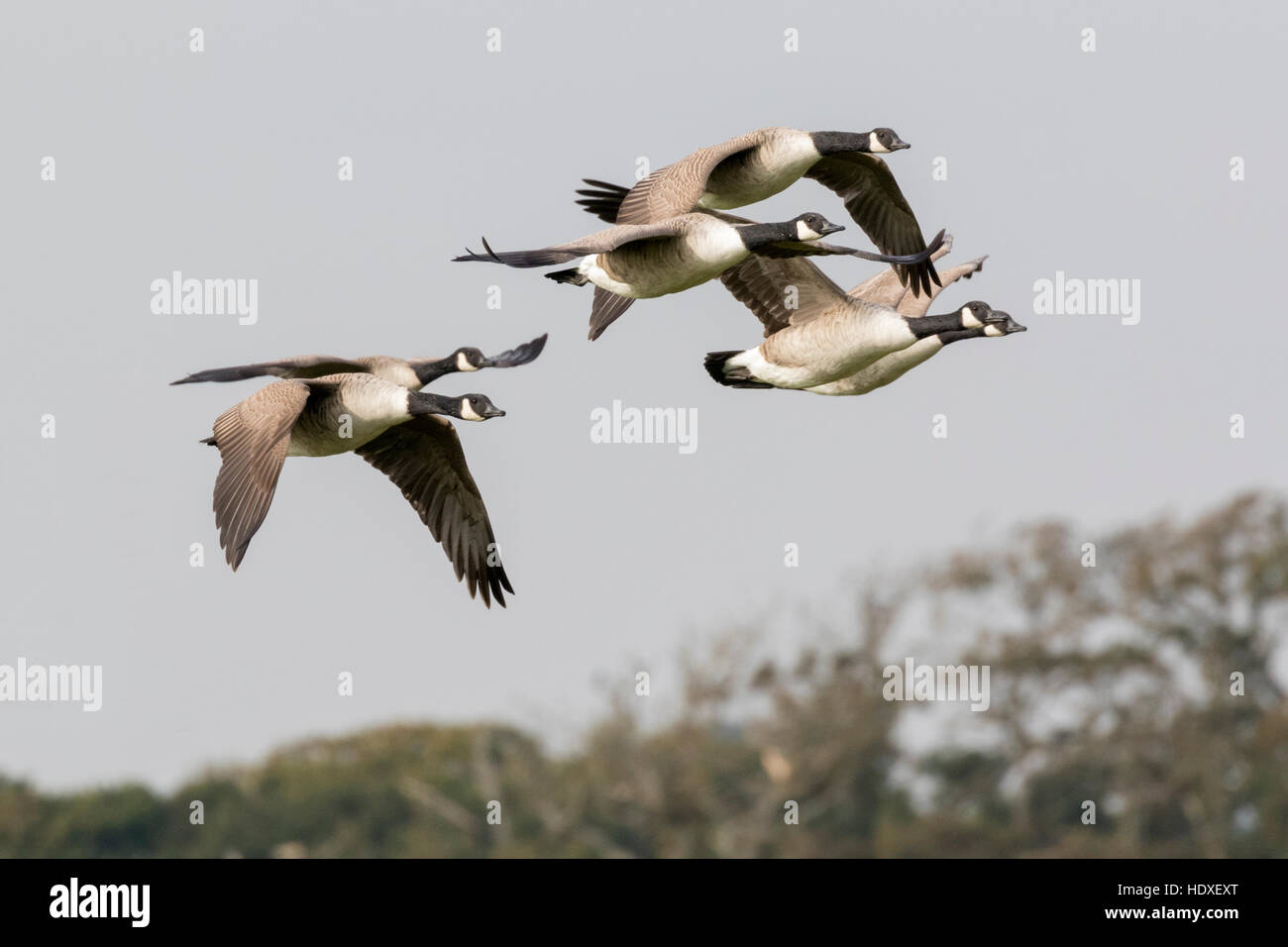 Oche del Canada (Branta canadensis) in volo Foto Stock