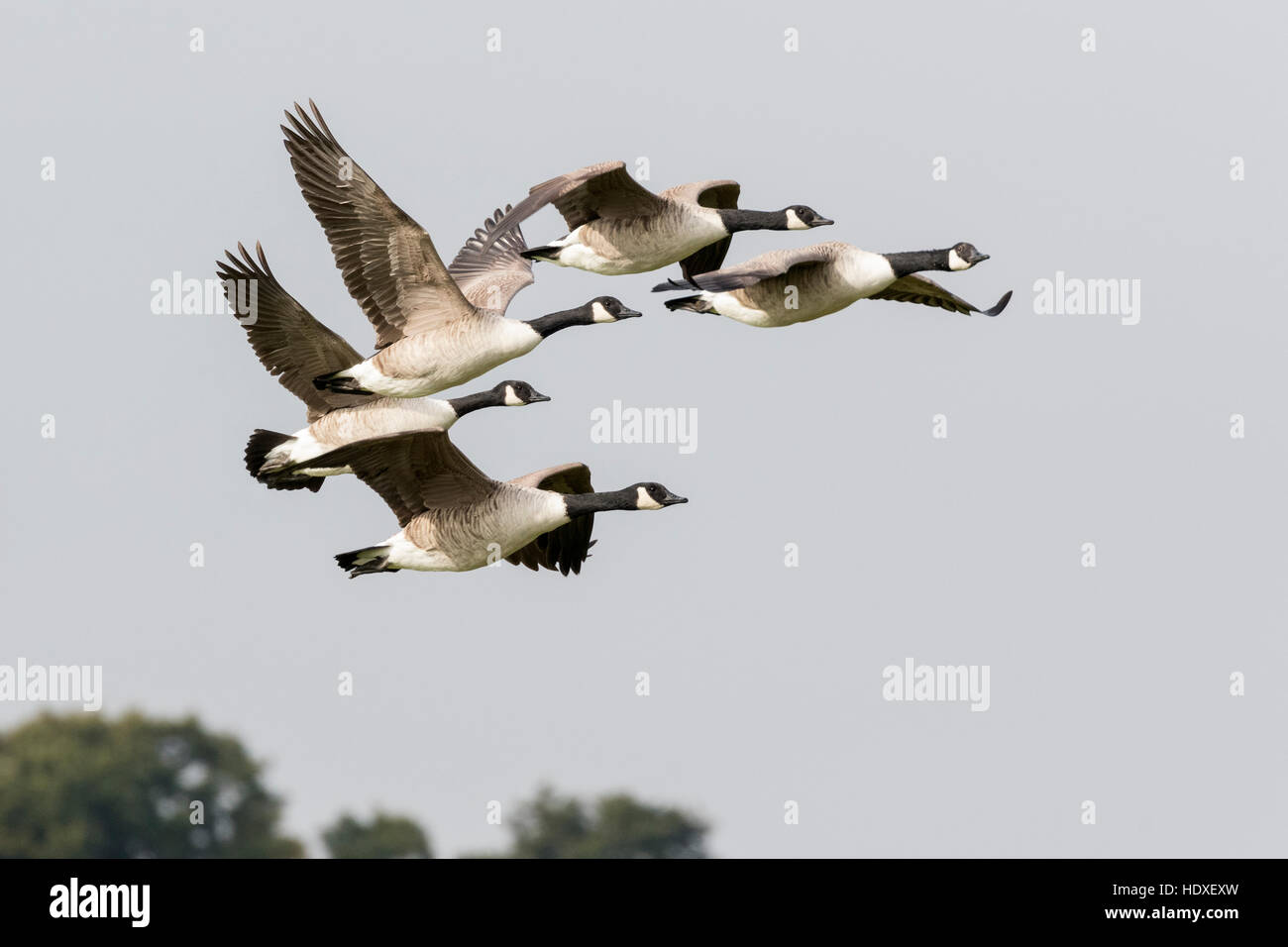 Oche del Canada (Branta canadensis) in volo Foto Stock