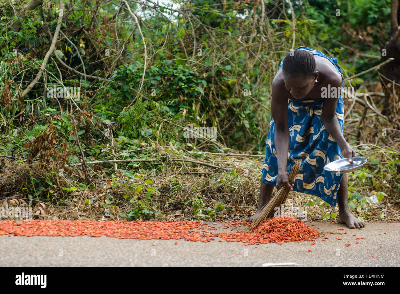 Essiccazione e la raccolta di peperoni rossi, campagna nigeriano Foto Stock