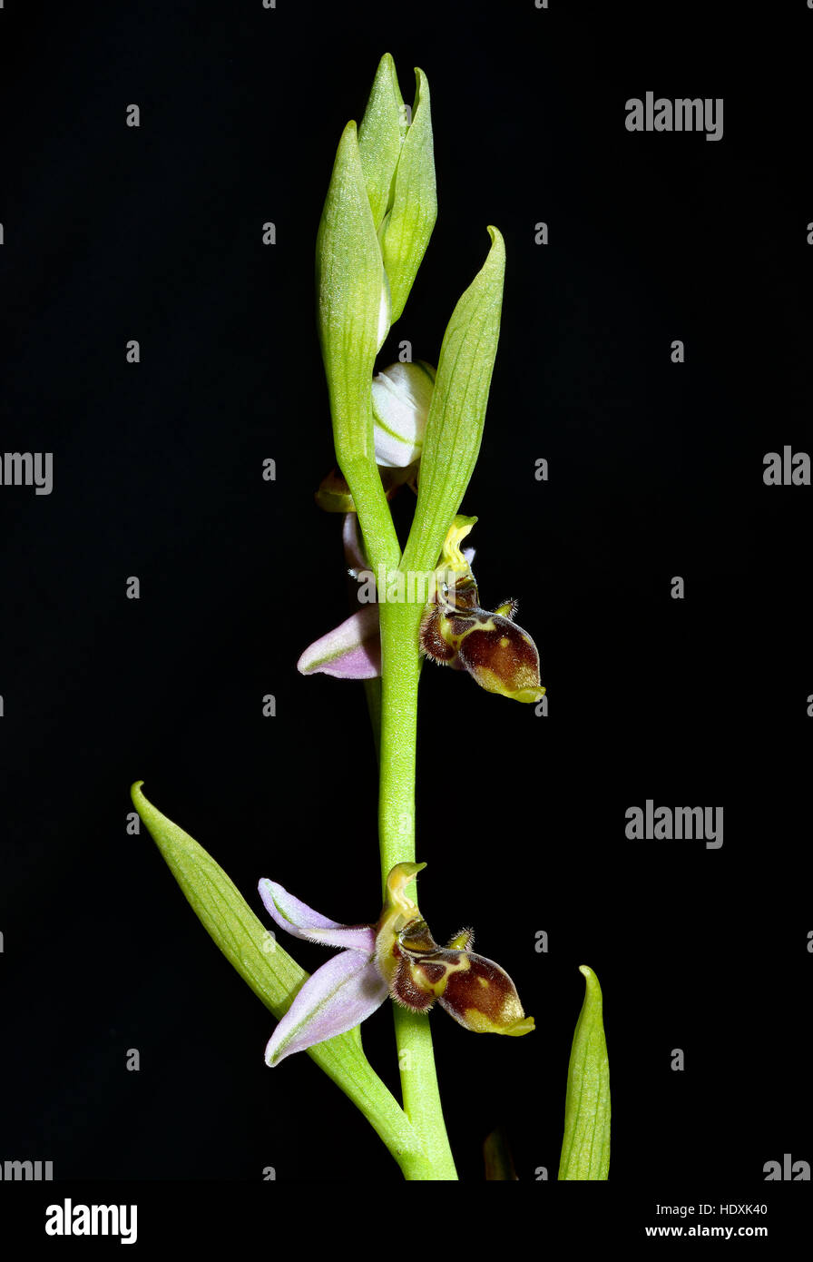 Ophrys picta syn. Ophrys scolopax subsp. Apiformis syn. Ophrys scolopax subsp. picta Foto Stock