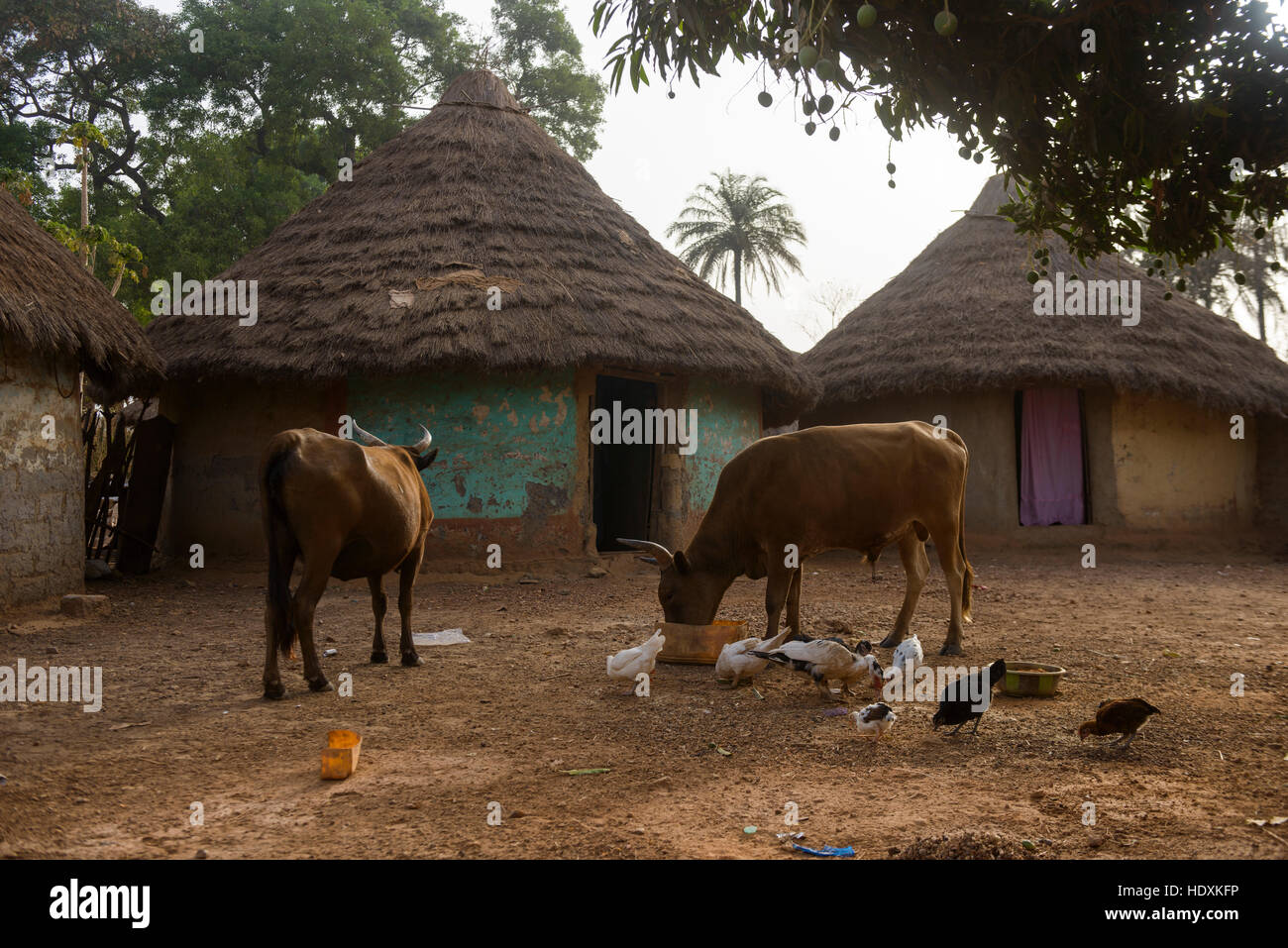 La vita del villaggio in Guinea Foto Stock