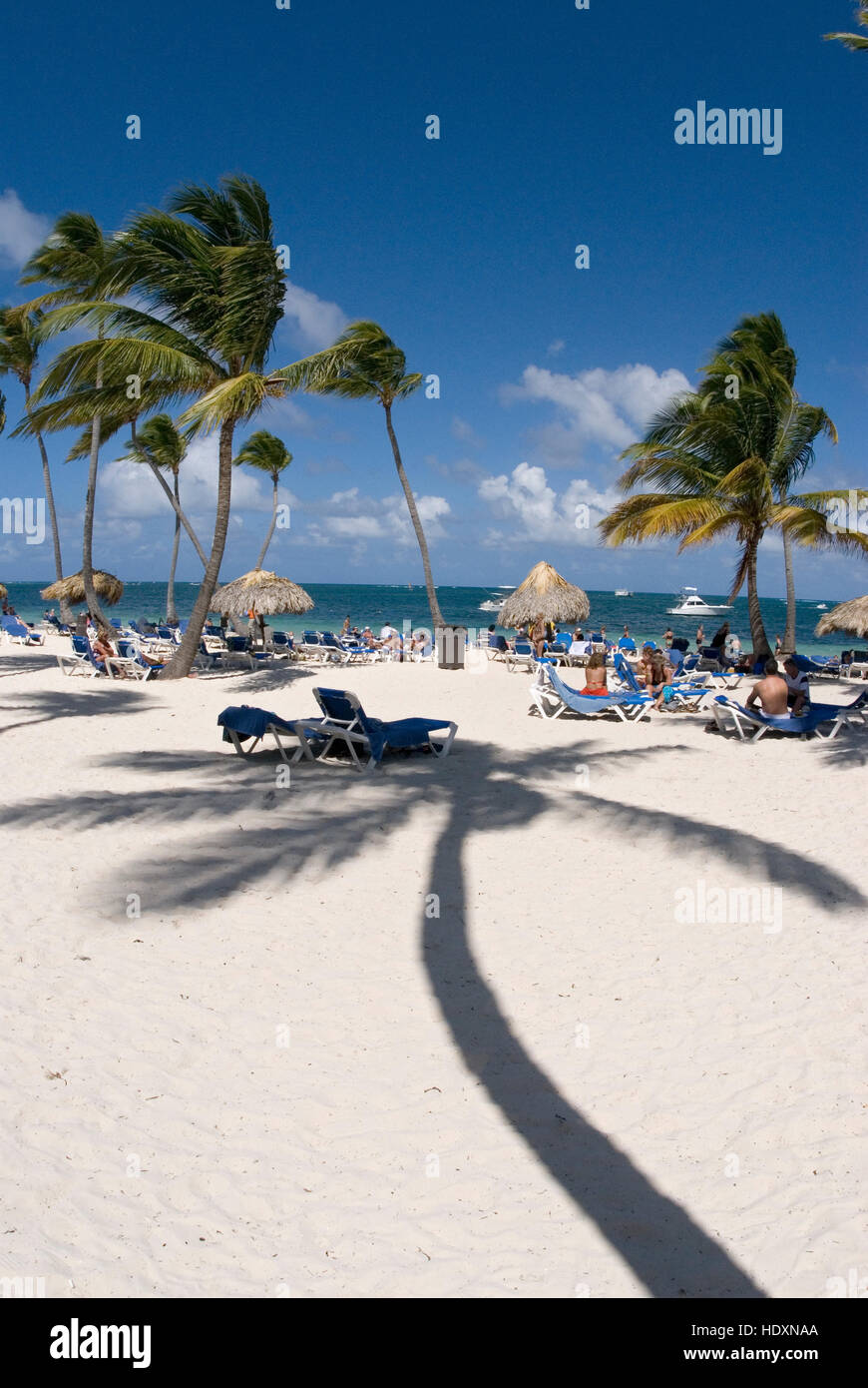 Prendere il sole sotto le palme di cocco (Cocos nucifera), Punta Cana, Repubblica Dominicana, America Centrale Foto Stock