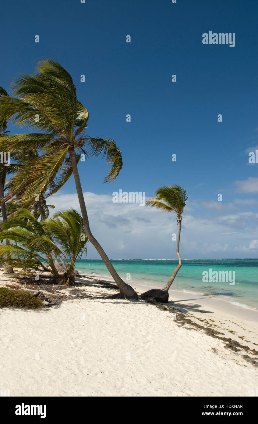 Palm Beach, sabbia bianca e palme da cocco (Cocos nucifera), Punta Cana, Repubblica Dominicana, America Centrale Foto Stock
