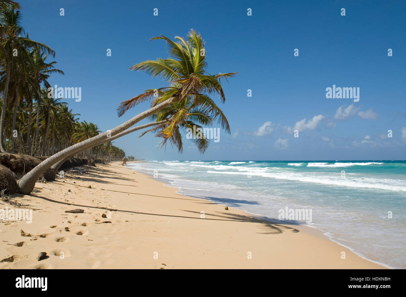 Spiaggia con sabbia bianca e palme da cocco (Cocos nucifera), Punta Cana, Repubblica Dominicana, America Centrale Foto Stock