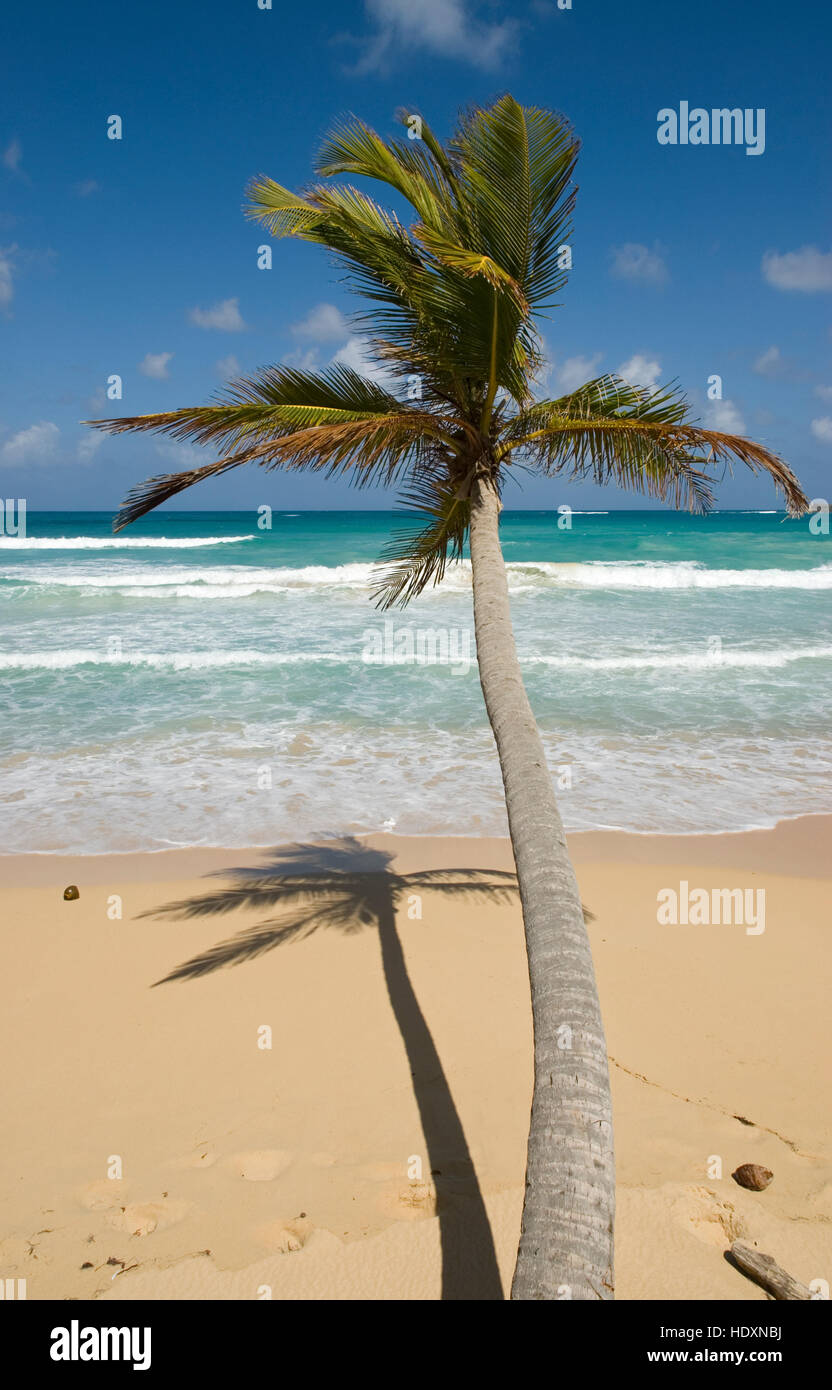 Spiaggia con sabbia bianca e palme da cocco (Cocos nucifera), Punta Cana, Repubblica Dominicana, America Centrale Foto Stock