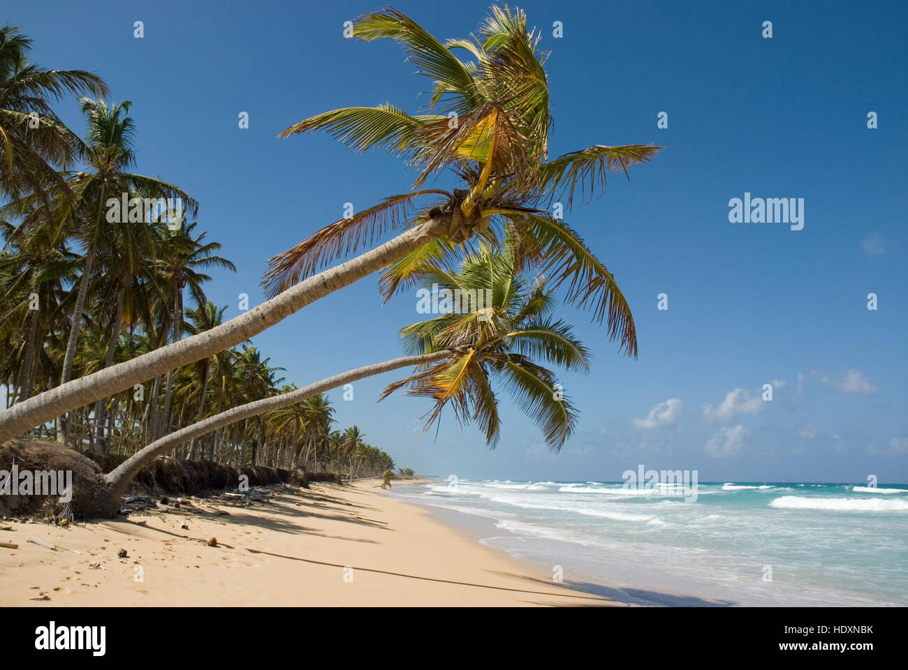 Spiaggia con sabbia bianca e palme da cocco (Cocos nucifera), Punta Cana, Repubblica Dominicana, America Centrale Foto Stock