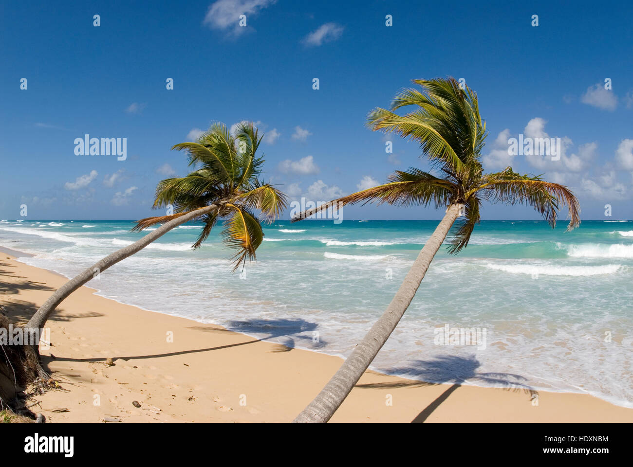 Spiaggia con sabbia bianca e palme da cocco (Cocos nucifera), Punta Cana, Repubblica Dominicana, America Centrale Foto Stock