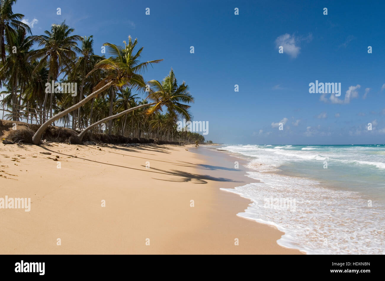 Spiaggia con sabbia bianca e palme da cocco (Cocos nucifera), Punta Cana, Repubblica Dominicana, America Centrale Foto Stock