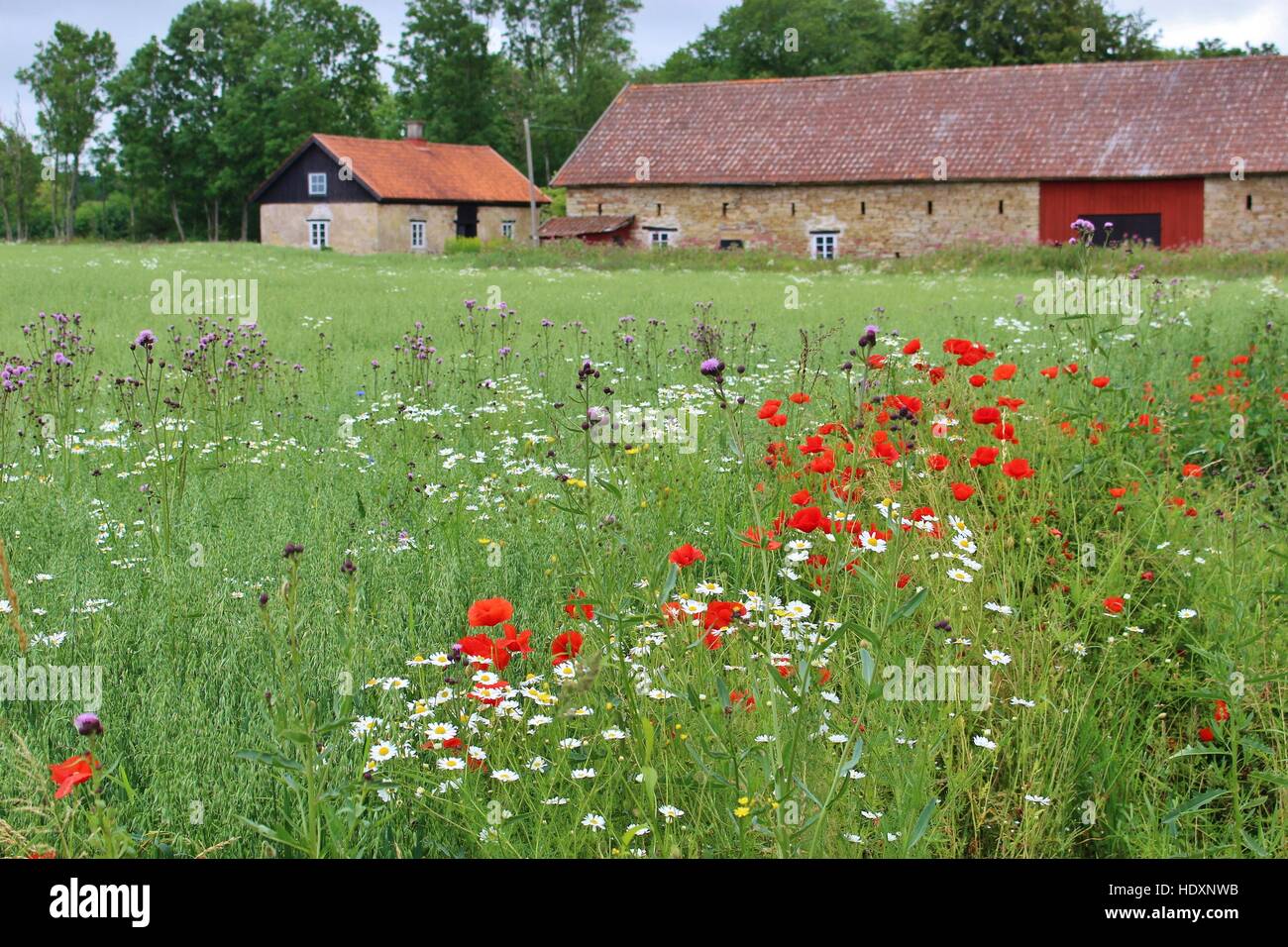 Il prato fiorito e fattoria in legno case in area della riserva Kinnekulle,  Svezia, Scandinavia, Europa Foto stock - Alamy