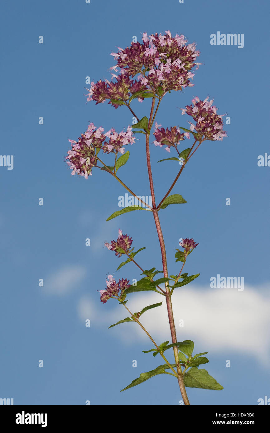 Origano, Wilder possiedi, Echter su possiedi, Gemeiner possiedi, Origanum vulgare, origano, origano Foto Stock