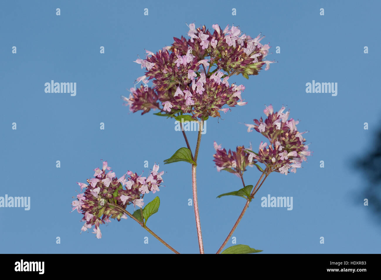 Origano, Wilder possiedi, Echter su possiedi, Gemeiner possiedi, Origanum vulgare, origano, origano Foto Stock