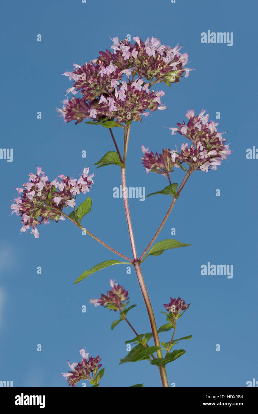 Origano, Wilder possiedi, Echter su possiedi, Gemeiner possiedi, Origanum vulgare, origano, origano Foto Stock