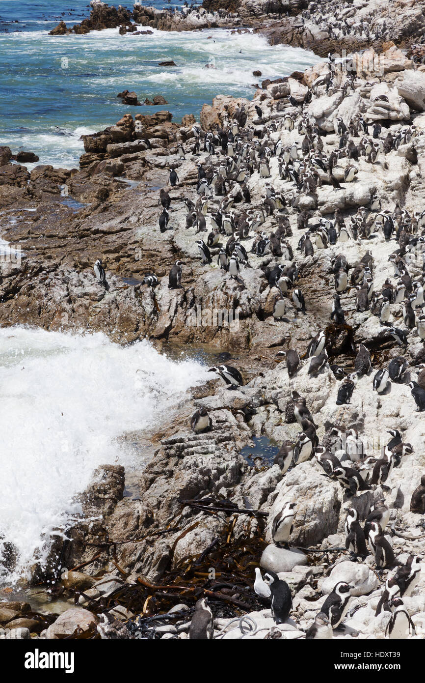 Una colonia di pinguini africani ( Spheniscus demersus ), Betty's Bay, Western Cape, Sud Africa Foto Stock