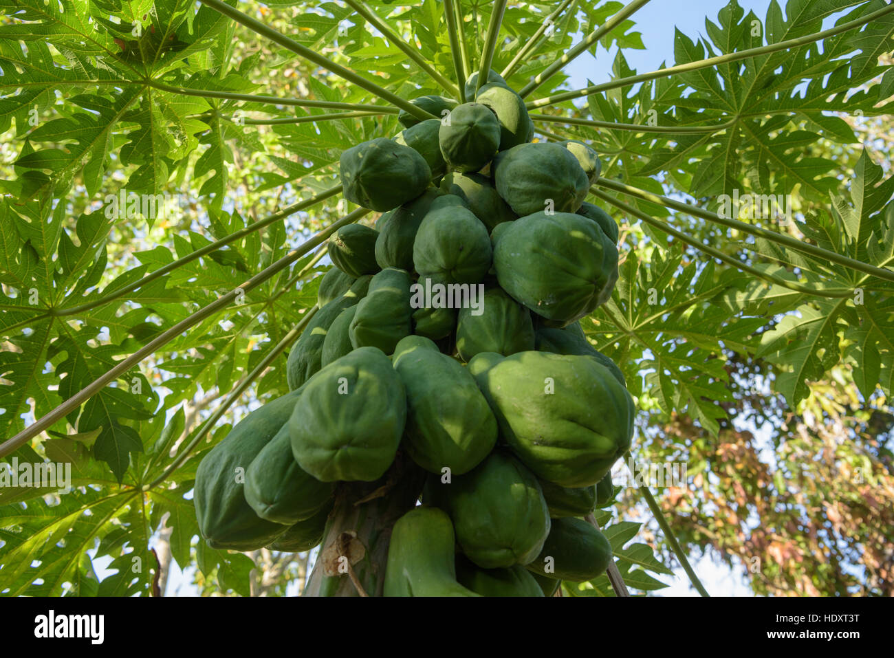 Natura fresca papaia verde sulla struttura ad albero è frutti maturi, papaia più popolare per la cottura di cibo tailandese trovare insalata di papaya Foto Stock