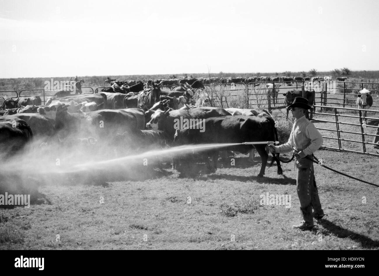 Cowboy bovini di spruzzatura a Sandy Camp, Clarendon, TX (scansione dal b&w negativo) circa 1998 Foto Stock