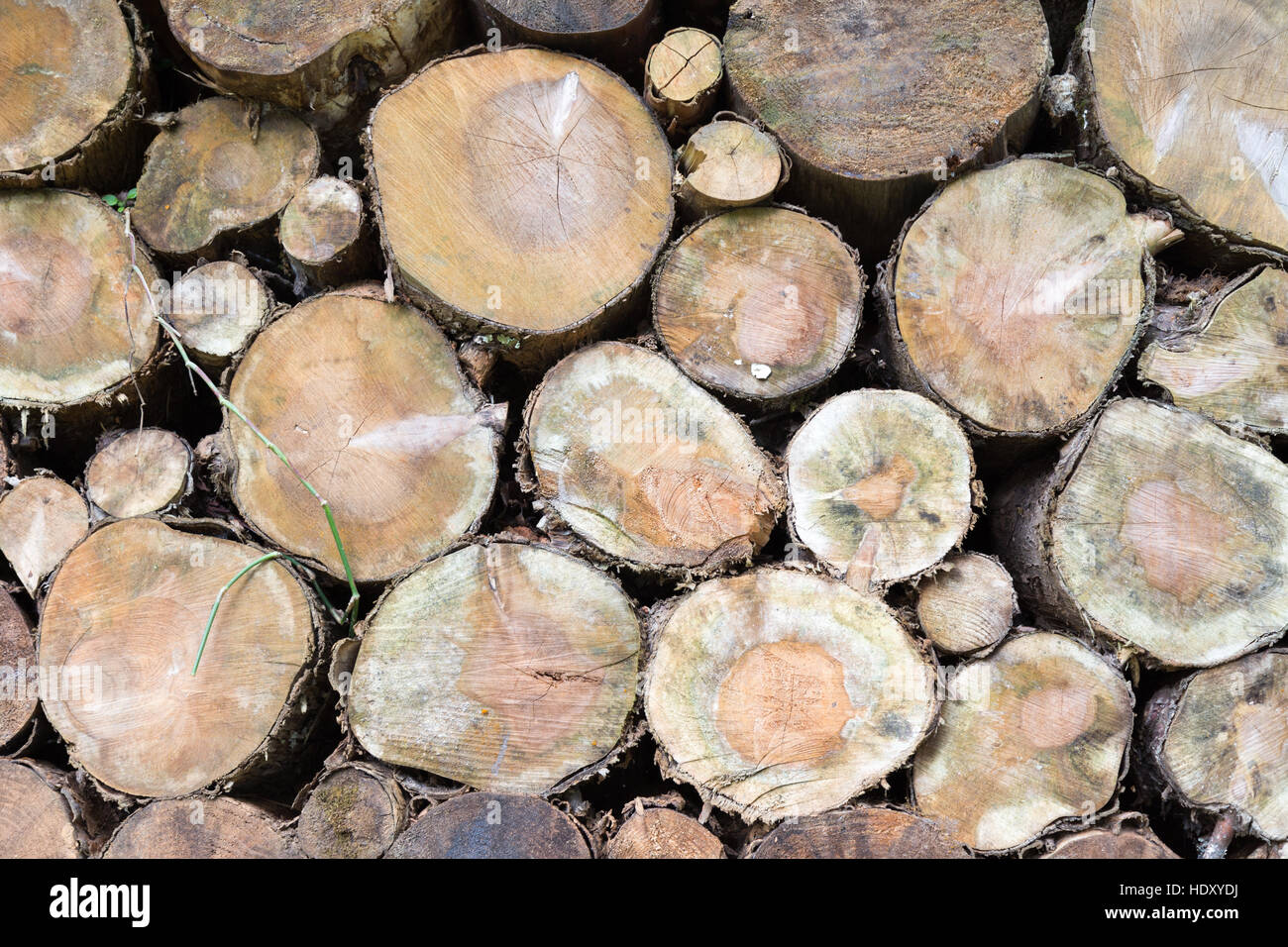 Legno, rustico, consistenza naturale sfondo, molti logs cuted dal grande albero e albero di piccole dimensioni Foto Stock
