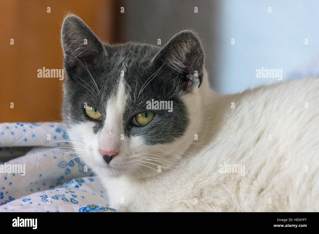 Grigio e bianco gatto con gli occhi gialli guardando la fotocamera Foto Stock