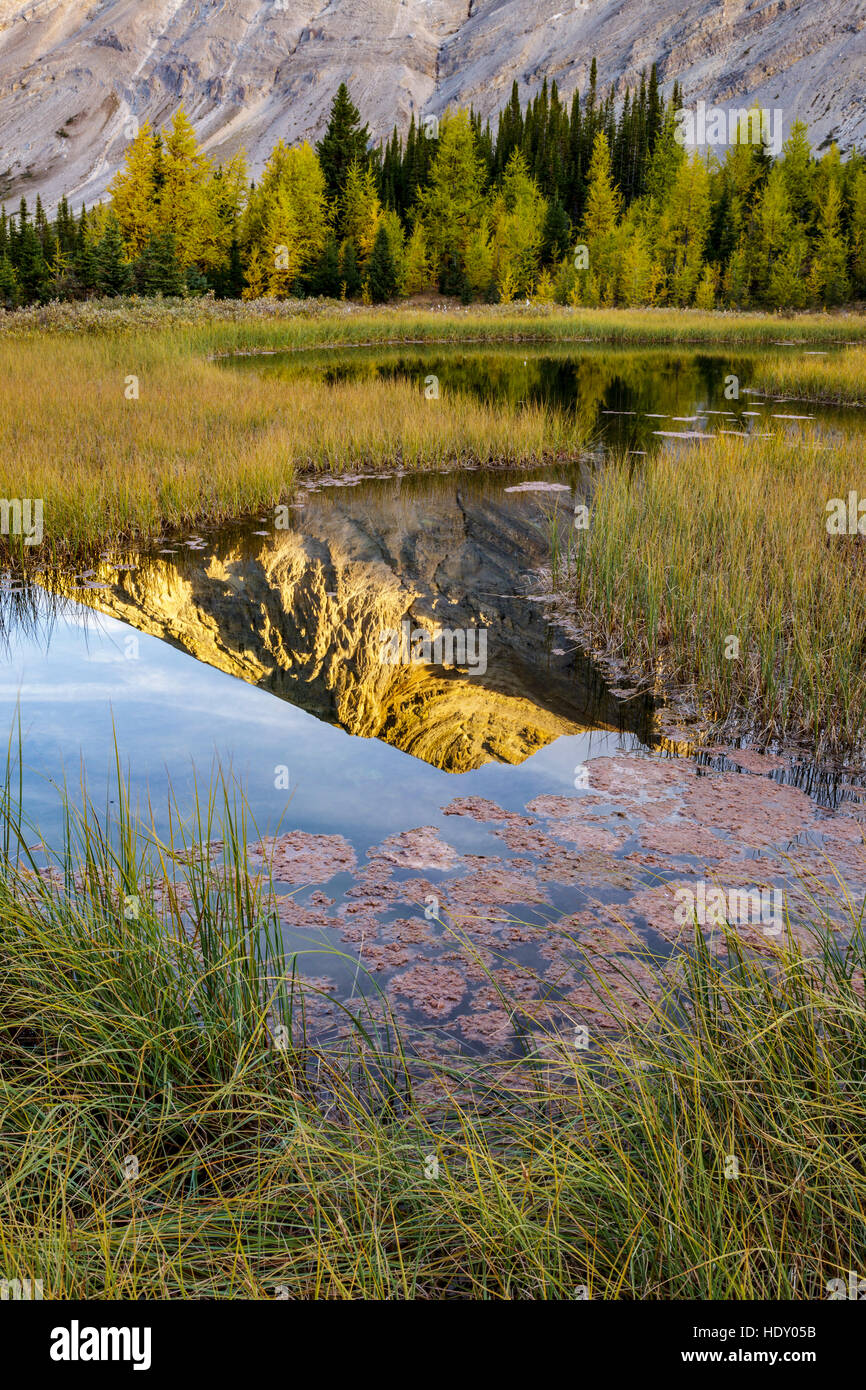 Montagna fossile è riflessa nel sistema alpino di tarn in Skoki wilderness area del Parco Nazionale di Banff Alberta Canada Foto Stock