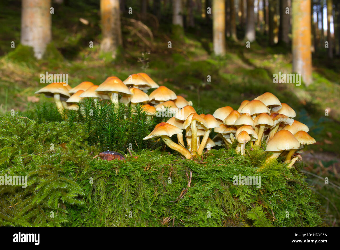 Ciuffo di zolfo fungo (Hypholoma fasciculare) corpi fruttiferi su un ceppo di albero nel bosco di conifere. Ceredigion, Galles. Novembre. Foto Stock