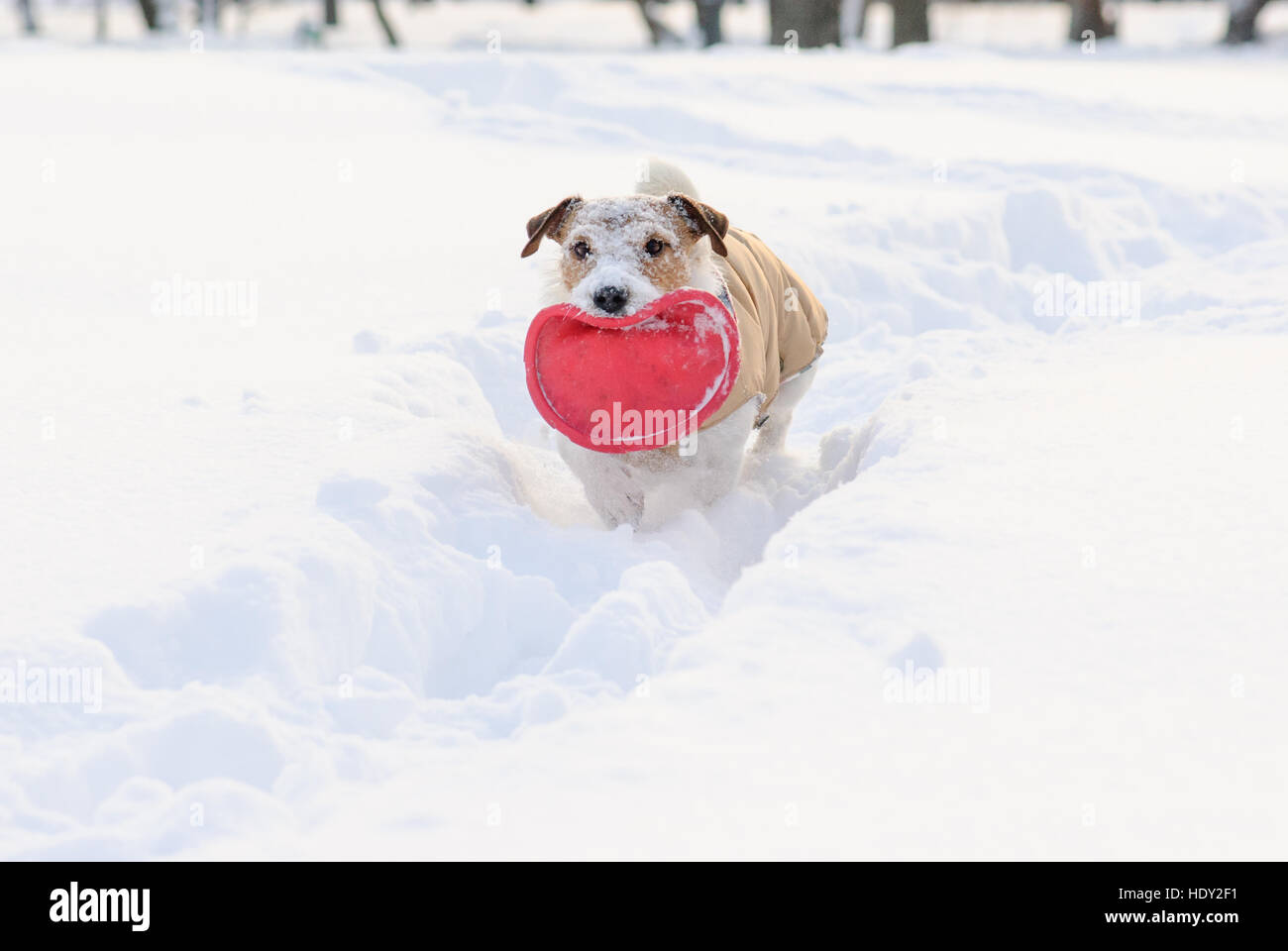 Cane a percorso attraverso cumuli di neve con il muso coperto di neve Foto Stock