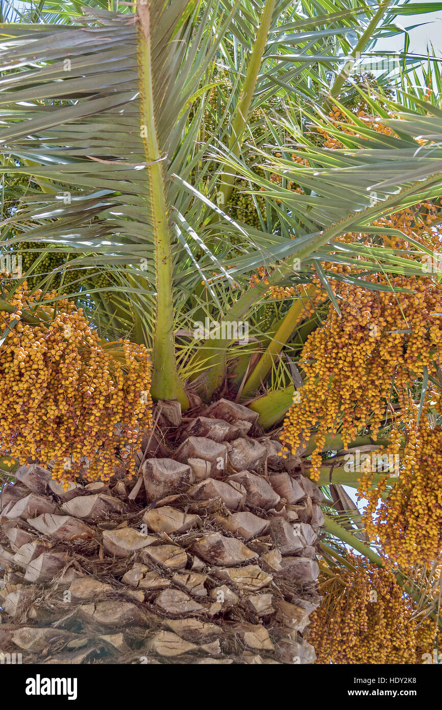 Frutti maturi appesi da Data Palm Santa cruz La Palma Spagna Foto Stock
