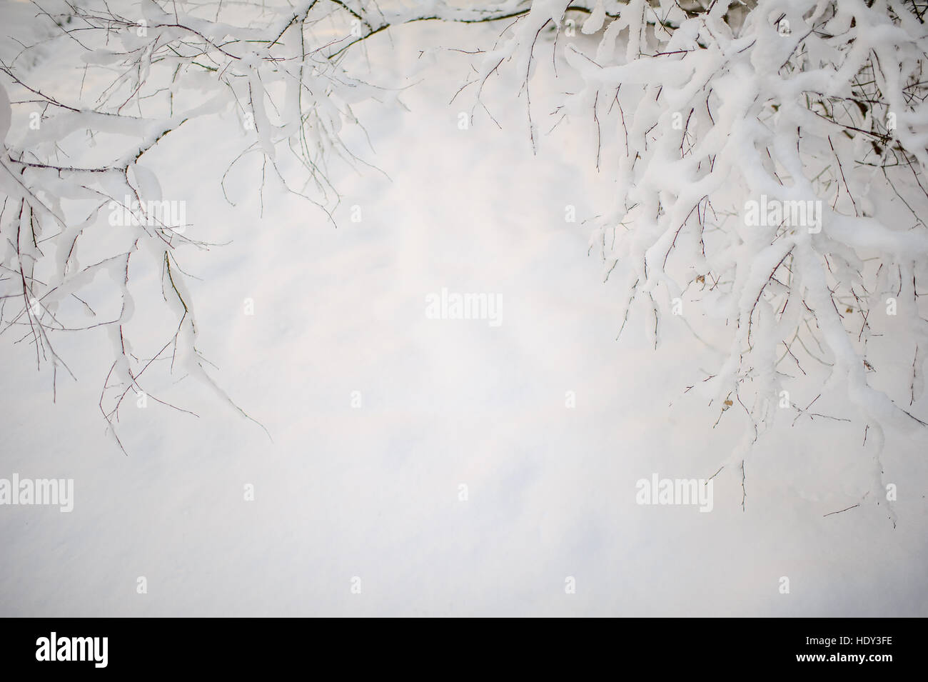 Bianco invernale ramo di albero su sfondo di neve in inverno Foto Stock