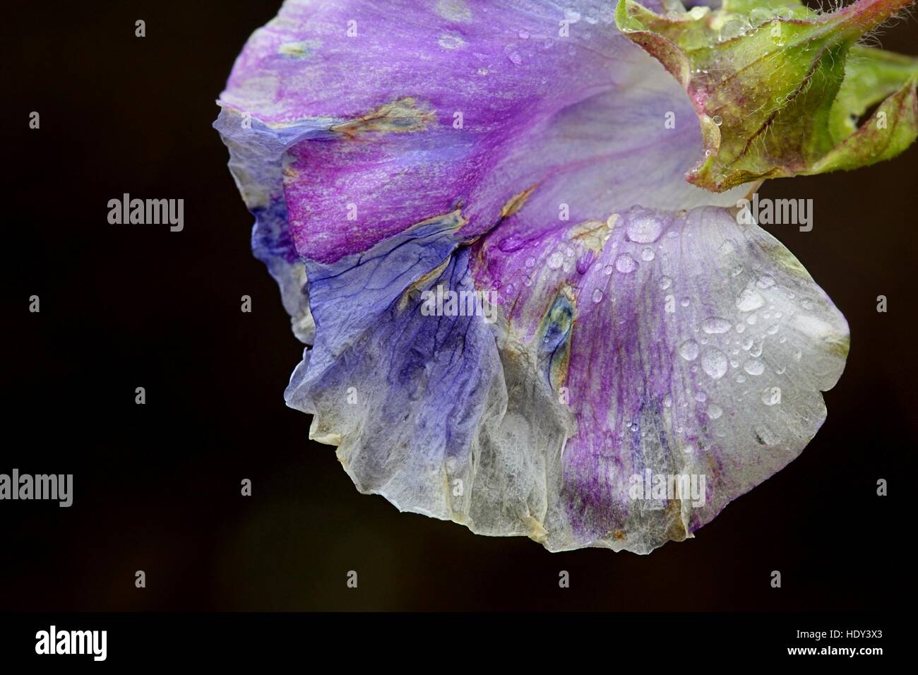 Pianta di pisello fiore, Pisum sativum Foto Stock