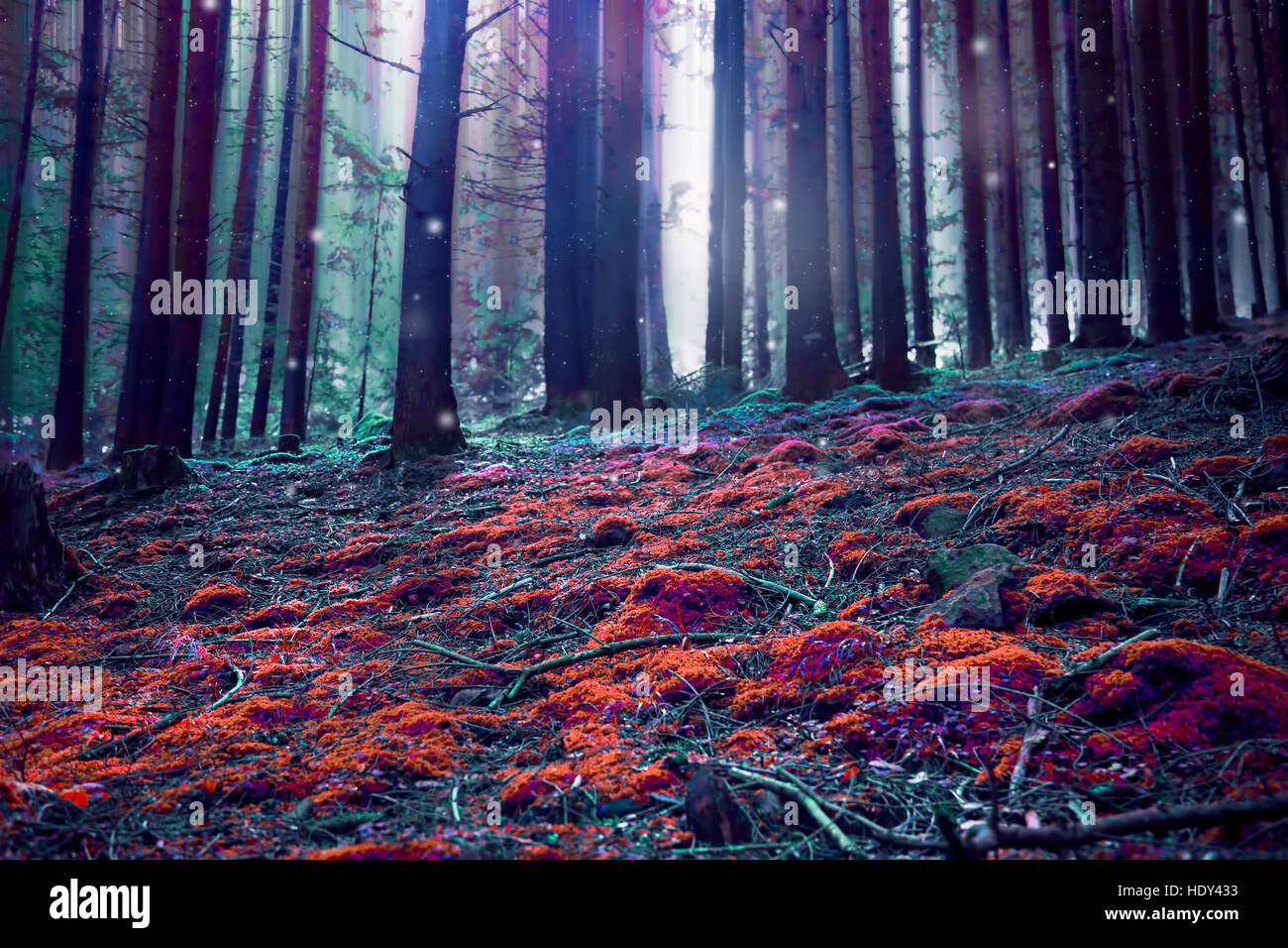 Surreale favola magica scena della foresta di luci e di erba rossa Foto Stock