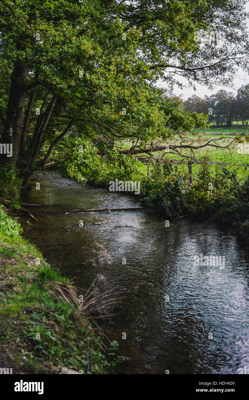 Lussureggianti alberi verdi in piedi da un piccolo fiume o il flusso. Foto Stock