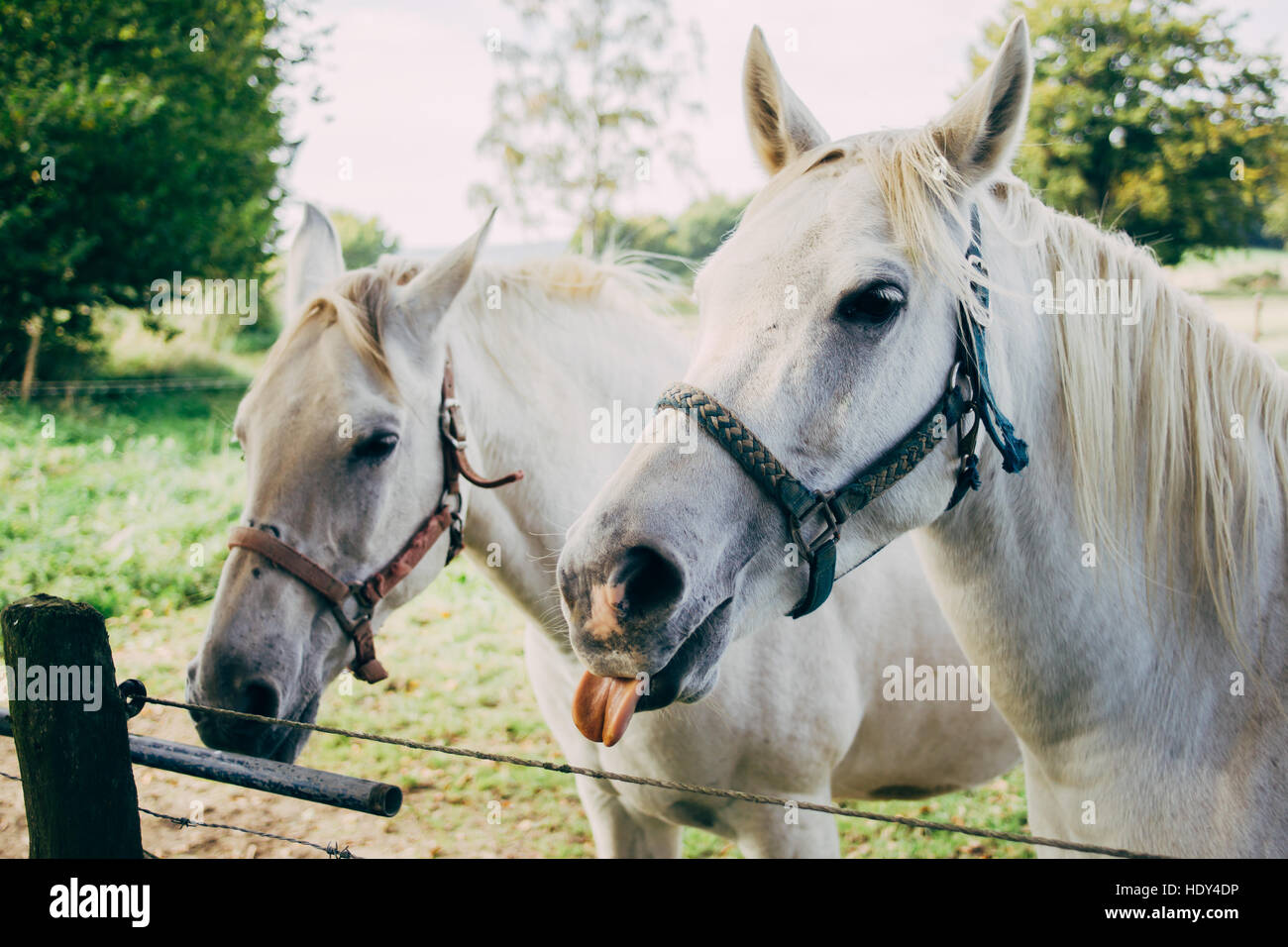 Due cavalli bianchi, uno degli animali è la realizzazione di un divertente volto e incollaggio la lingua fuori. Foto Stock