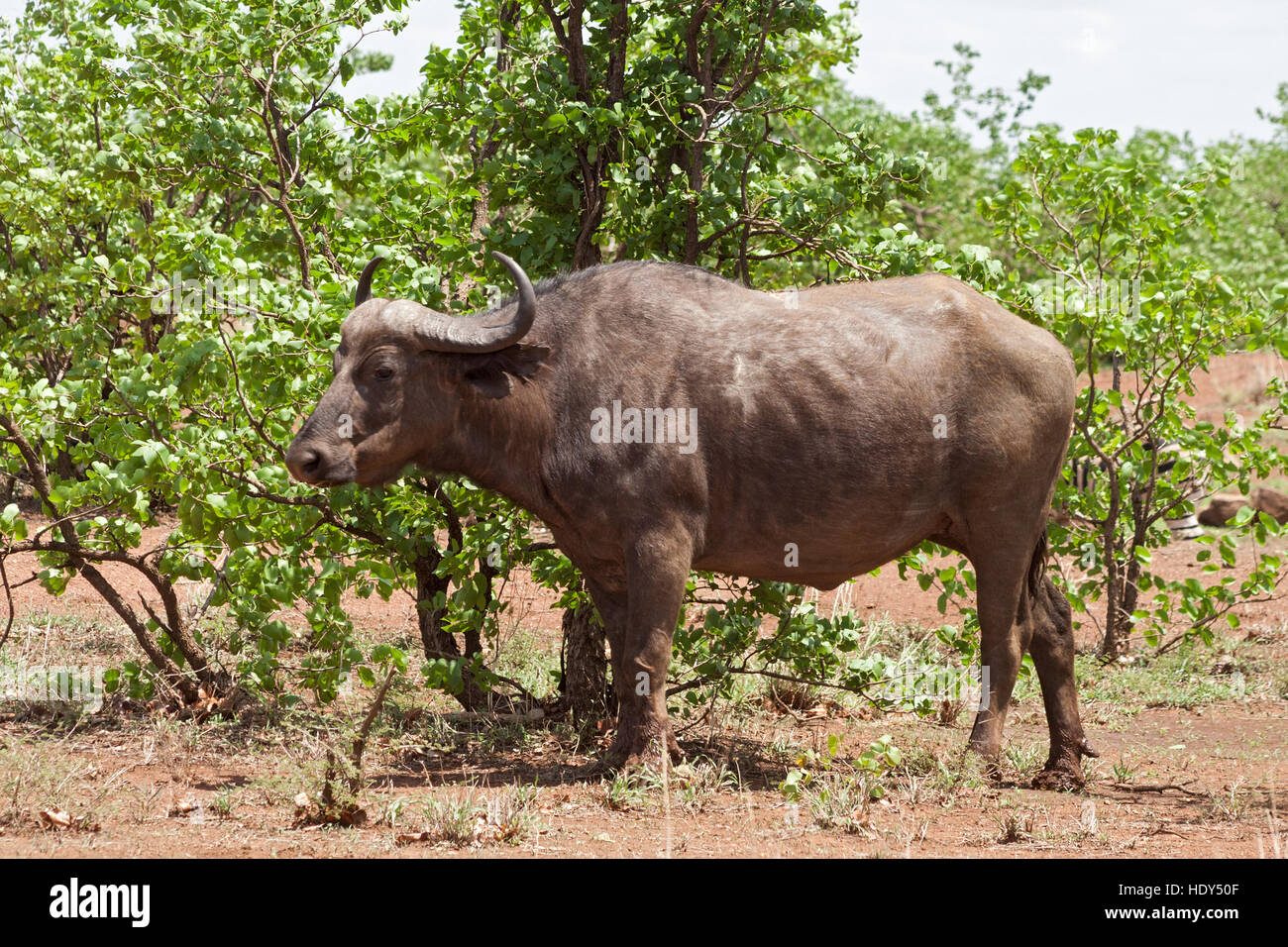African buffalo (Syncerus caffer) Kruger National Park, Sud Africa Foto Stock