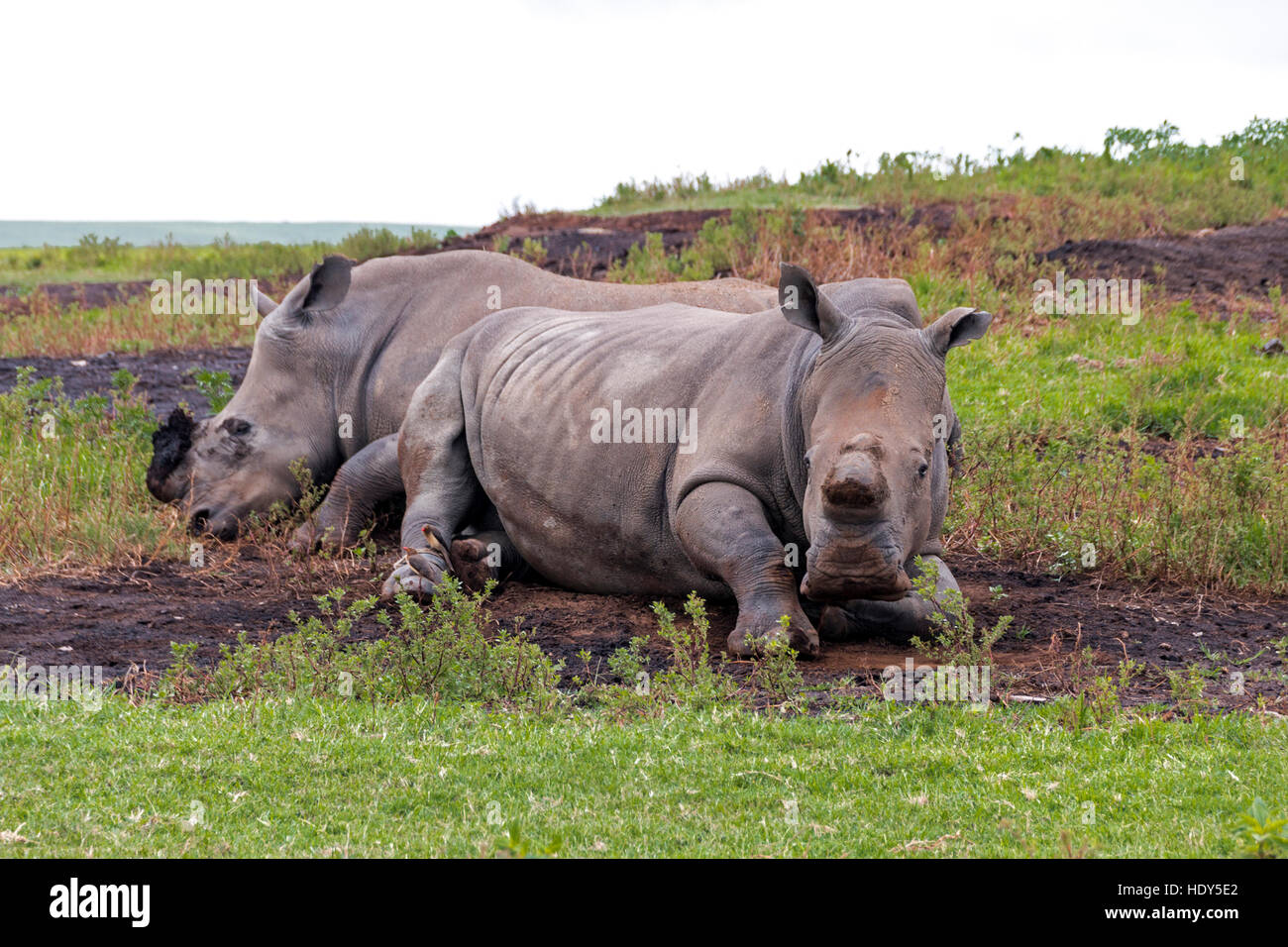 Due dei rinoceronti bianchi che sono state de-cornuto per la protezione contro i cacciatori di frodo Foto Stock