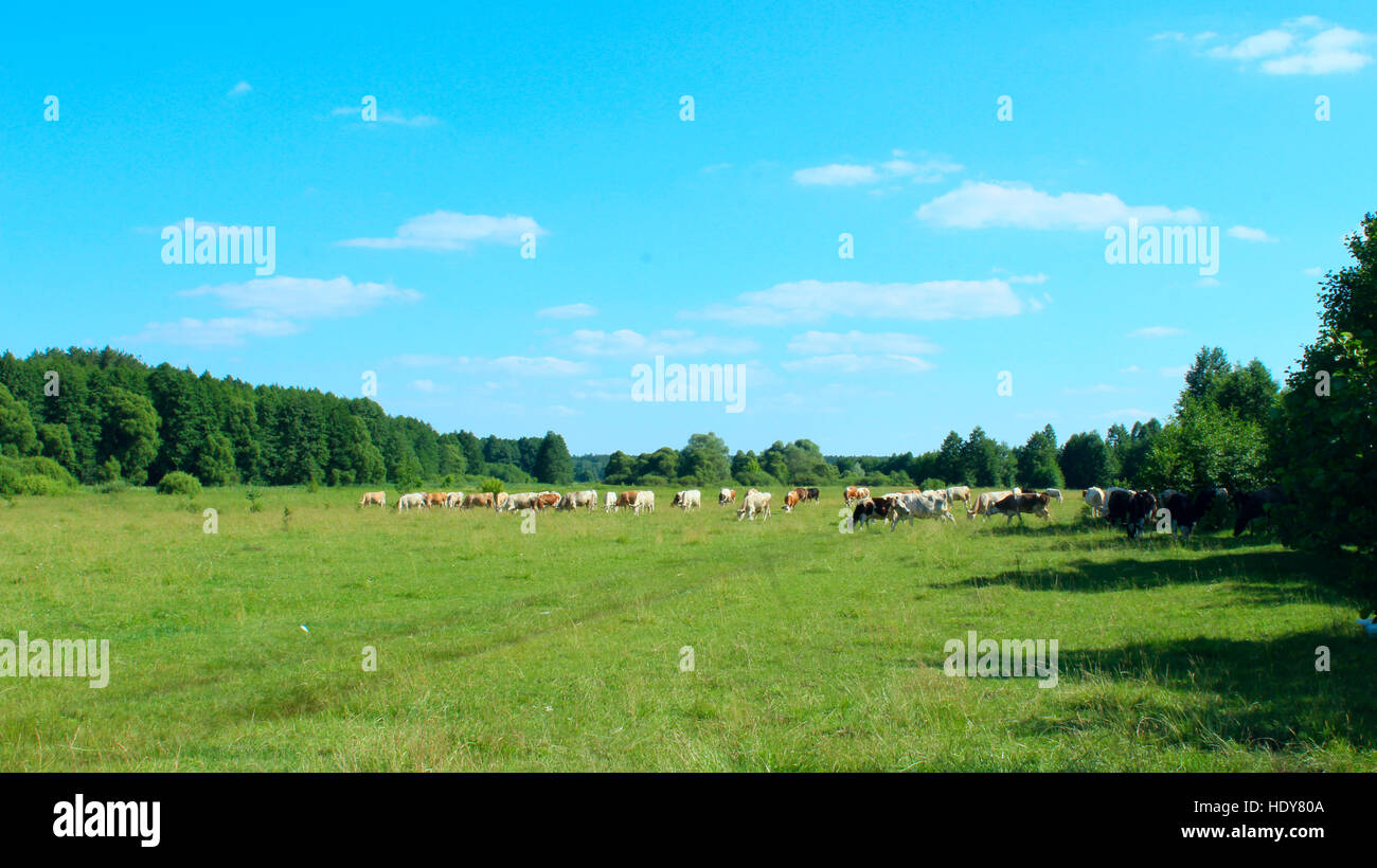 Le mucche pascolano in un pascolo al di fuori del villaggio vicino alla foresta Foto Stock