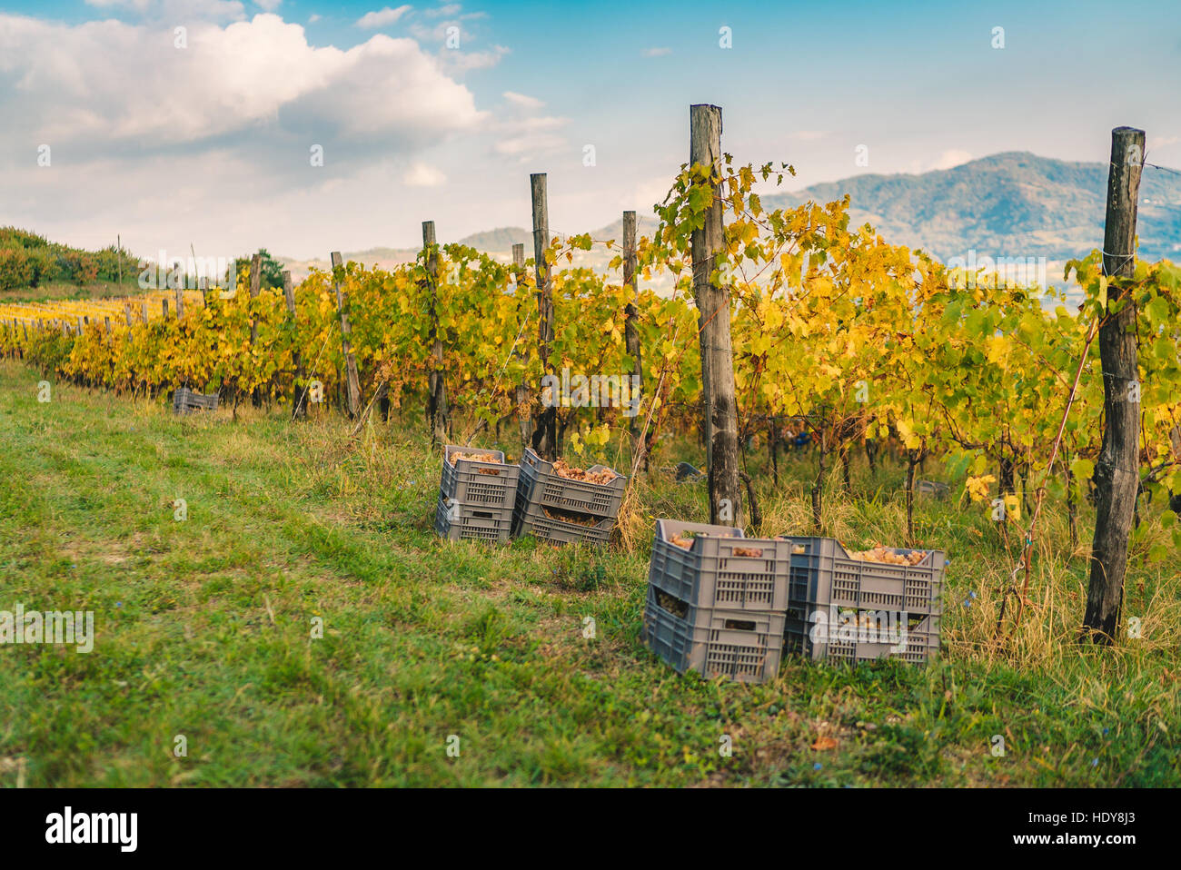 Dettaglio del manuale vendemmia sulle colline toscane. Foto Stock