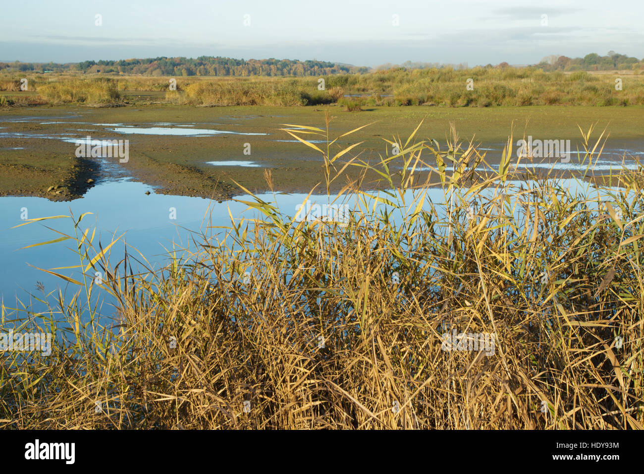 Canna di palude (Phragmites australis) reedbed e habitat mudflat, San Aidans RSPB Riserva, West Yorkshire, Inghilterra Foto Stock